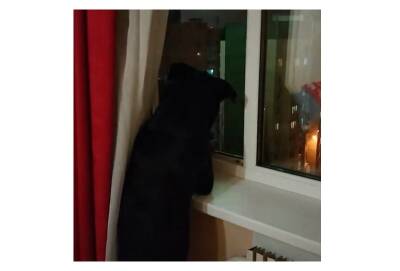 Ролик с обожающим салюты воронежским псом набрал более 9 млн просмотров в TikTok