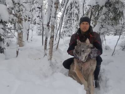 В Сыктывдинском районе добыли первого в 2022 году волка