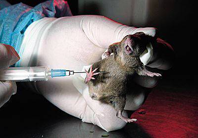 Вакцинация крыс препаратом Pfizer выявила увеличение риска потери плода