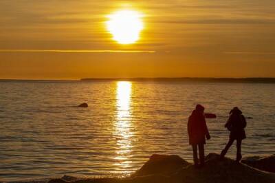 РАН: Угрозы загрязнения воды в Финском заливе отследят по ритму сердца моллюсков