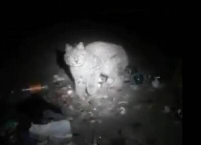 Бегавшую по центру Читы дикую рысь поймали в подъезде жилого дома
