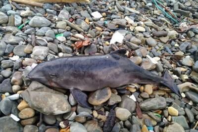 На пляжах в Адлере и Новороссийске обнаружили погибших самцов морской свиньи