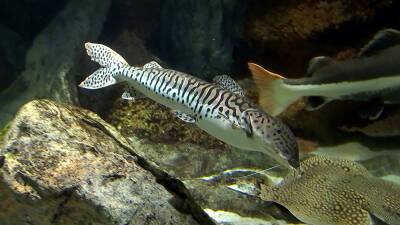 Тигры из царства рыб: подводные символы Нового года