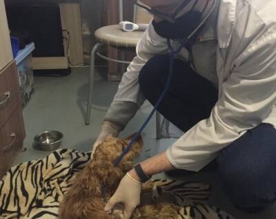 У примёрзшей к крыше собаки ветеринары диагностировали переломы бедра и таза
