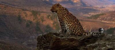 Парк «Земля леопарда» в Приморье посетили более десяти тысяч туристов за год