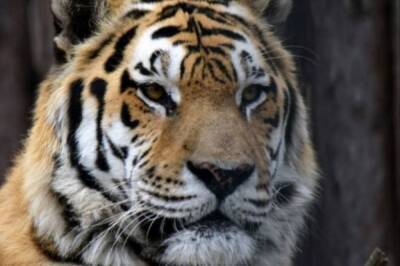 В Хабаровском зоосаде «Приамурский» скончался тигр