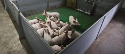 Сургутскому фермеру бюджет Югры компенсирует ущерб от падежа свиней