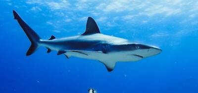В Крыму создадут развлекательный парк с рифовыми акулами