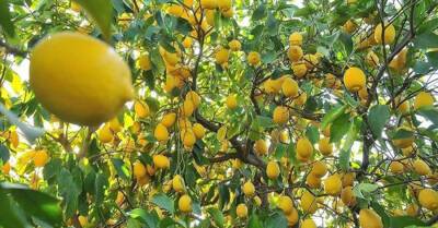 Светлана Фус - Диетолог развеяла миф о том, что лимон является лучшим источником витамина С - kp.ua - Украина