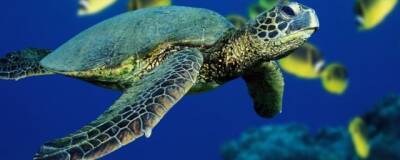 Ученые из Университета Буффало в США раскрыли причину долголетия черепах