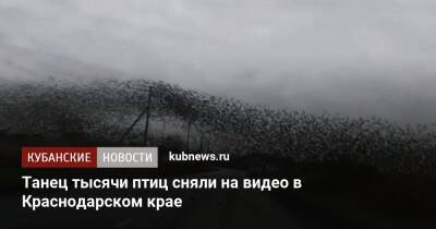 Танец тысячи птиц сняли на видео в Краснодарском крае