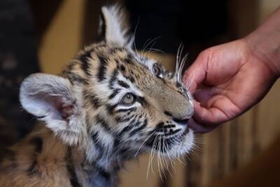 В Госдуме опасаются повышенной эксплуатации тигров в год тигра
