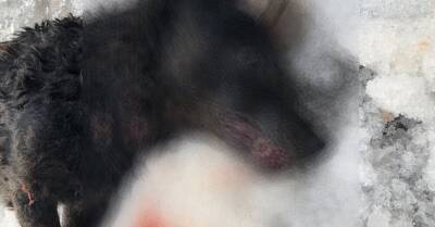 Трагедия в Дарзциемсе: сбежавшие со двора ротвейлер и бордоский дог убили собаку