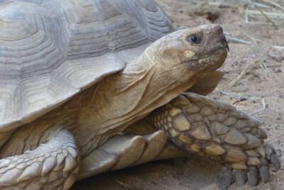 Al Arabiya: Ученые раскрыли секрет долголетия черепах