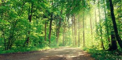 Гессен планирует посадить в 2022 году 5,5 млн деревьев в государственном лесу