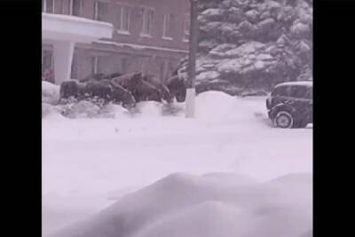 В Сафонове под завесой снегопада приблудился табун лошадей