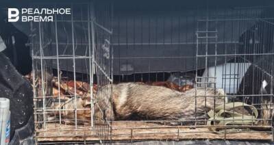 В двух сельских поселениях Татарстана отменили карантин по бешенству животных