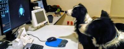 Ученые Будапештского института: собаки способны различать речь на разных языках