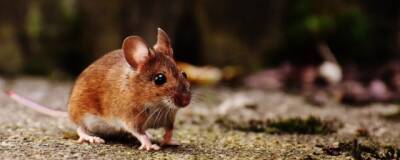 Ученые Китайской академии наук доказали мышиное происхождение «омикрона»