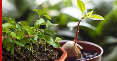 Три комнатных растения, которые можно вырастить из косточки: советы по посадке
