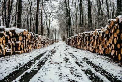 В Колпашево Томской области мужчина незаконно срубил деревья на 1,5 млн