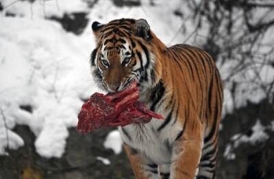 Популяция амурских тигров в России вышла из критического положения