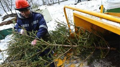 Пункты приема елок в Москве после празднования Нового года