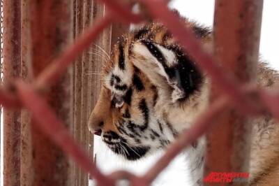 В Приморье нашли убитого амурского тигренка