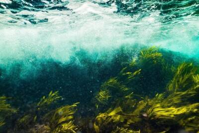 Израильские ученые выделили из морских водорослей электричество