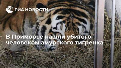 В Приморье нашли убитого человеком краснокнижного амурского тигренка