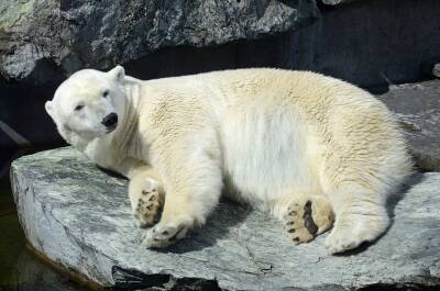 Белые медведи из-за глобального потепления бегут из США в Россию