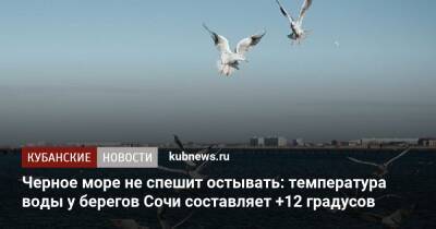 Черное море не спешит остывать: температура воды у берегов Сочи составляет +12 градусов