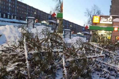 Жители пожаловались на елочки, сваленные у остановки в столице Карелии