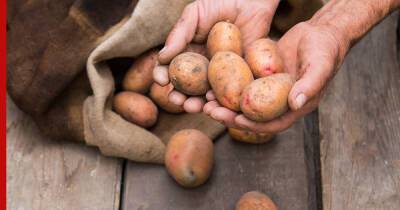 Сохранить урожай до весны: 6 частых ошибок при хранении картофеля