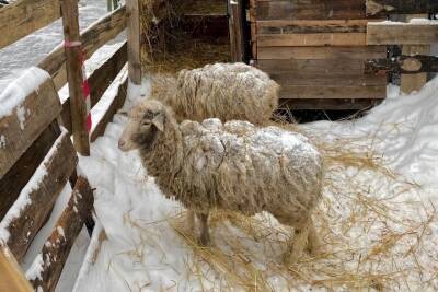 Воронежец опубликовал фото вертепа с живыми овечками в центре города