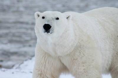 Ученые фиксируют масштабные вымирания животных в Арктике