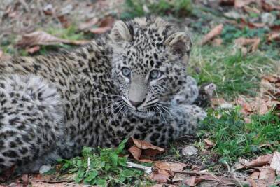 Новорождённым леопардам в Сочинском нацпарке подобрали имена
