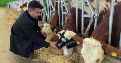 Фермер придумал, как с помощью виртуальной реальности заставить коров давать больше молока