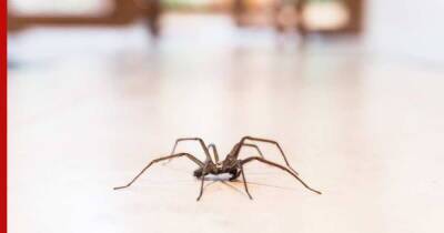 Как избавиться от пауков в доме: надежно и без химии