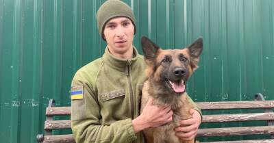 Видео с собакой украинских пограничников набрало более миллиона просмотров в TikTok и Facebook