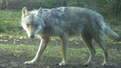 В Гессен вернулись волки: много ли их и насколько они опасны