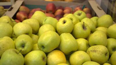 Яблоки, овес и авокадо помогут сбалансировать уровень холестерина в крови