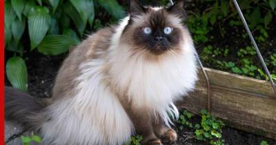 Самые пушистые: 5 пород кошек с красивой длинной шерстью