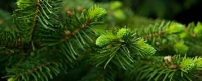 Ученые из Швеции и Нидерландов раскрыли секрет вечнозеленых хвойных растений