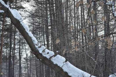 В Башкирии из-за снега на двоих людей рухнуло дерево