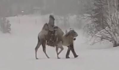 В Тюмени появился новый верблюд и северные олени