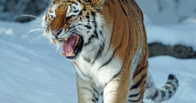 В Приморье в окрестностях города Арсеньев заметили следы двух тигров
