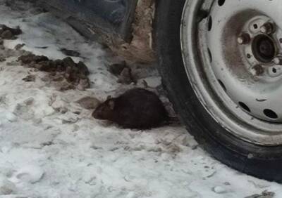 Рязанцы сообщили о крысе, выбежавшей из магазина суши в Дашково-Песочне