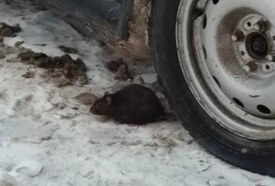 Рязанцы заметили крысу, выбежавшую из магазина суши в Дашково-Песочне
