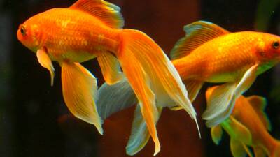 Биологи из Университета Бен-Гуриона научили золотых рыбок ездить по суше на колесах